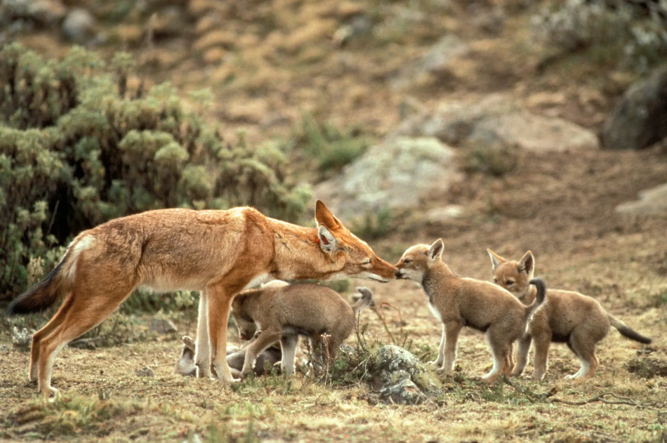 wildlife of Ethiopia's ravaged parks Tom Gardner. ©Claudio Sillero/EWCP